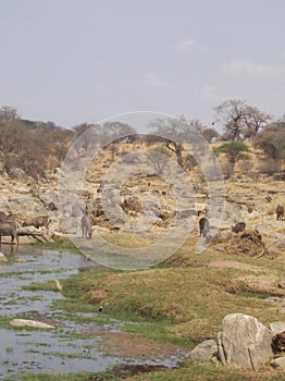 Water point in tanzania safari
