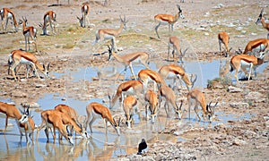 Water point Thomson gazelle