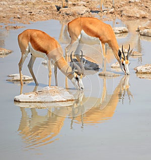 Water point Thomson gazelle