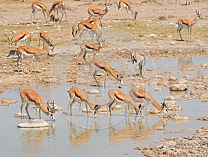 Water point Thomson gazelle