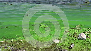 Water pollution by blooming blue-green algae