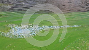 Water pollution by blooming blue green algae - is world environmental problem. Water bodies, rivers and lakes with algal blooms.