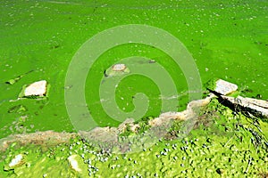 Water pollution by blooming blue green algae - is world problem. Water, rivers and lakes with harmful algal blooms. Ecology of