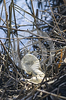 Water pollution, empty plastic bottle.