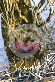 Water pollution, empty plastic bottles.