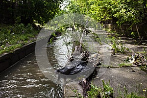 Water pollution. Garbage on the urban stream banks