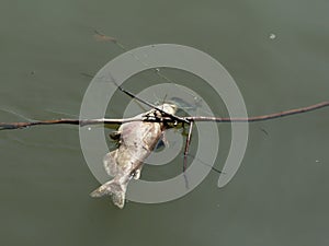 Water polution - dead fish photo