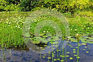 Water pond