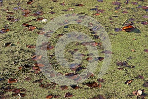 Water in a pond with duckweed and autumn leaves