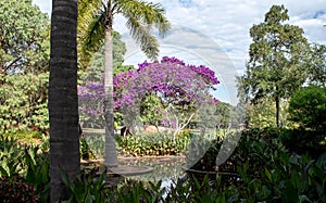 Water pond feature in tropical garden with purple flowers adorning tibouchina, palm tree, Cana lilies