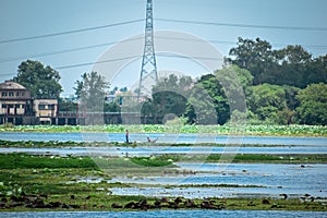 Water pond filled with grass and lotus flower plants and boat