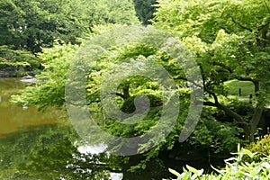 Water pond, plant, tree in Japanese zen garden