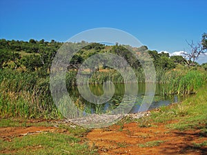 WATER POND WITH WATER LILIES AND REEDS