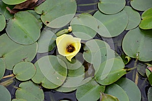 Water poppy