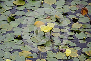 Water poppy