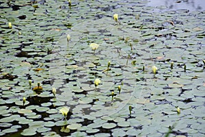 Water poppy