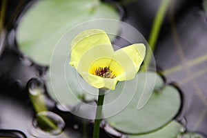 Water poppy