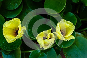 Water poppy flower blooming