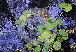 Water poppy flower, Hydrocleys nymphoides, Rio