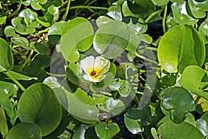 Water poppy flower, Hydrocleys nymphoides, on tropical garden, Rio