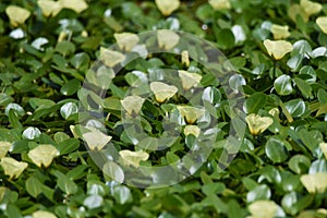 Water poppy flowers