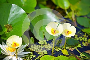 Water poppy flowers, Hydrocleys nymphoides