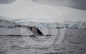 Water Pouring Off Humpback Tail