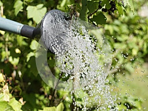 Water pouring from watering can into plants close-up