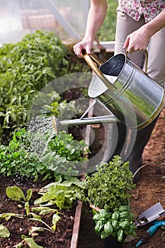 Water pouring watering can in to plants