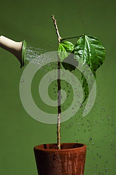 Water pours in drops from a watering can on a plant in a flower pot on a green background. Plant care and watering