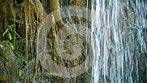 Water pours over the roots. Tropical waterfall close up