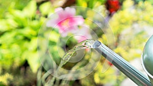 Water pours from the spout of a metal watering can. Watering the garden on a hot sunny summer day. Water saving concept for garden