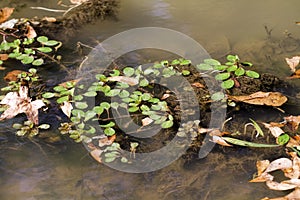 Water Primrose Aquatic Plants Ludwigia repens