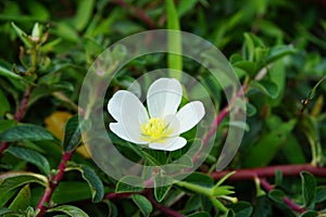 Water primrose Malcha, Malsi, Panidoga, Diohenchi, Keshordam, Creeping, Ludwigia adscendens flower on the tree. Uses in traditio