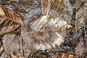 Water puddle in forest with leaves