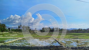 Water puddle and green grass on the rice field in Manatuto, Timor-Leste. photo