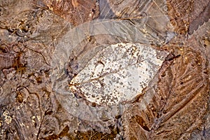 Water puddle with leavves