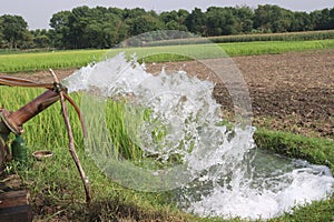 water pump with paddy plant on field