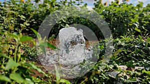 Water pumping in the fields