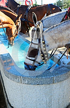 Water pylon for horses, Spain