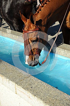 Water pylon for horses, Spain