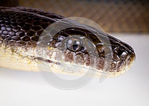 Water python