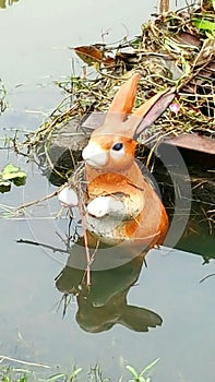 Water rabbit