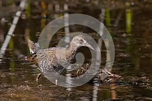 Water Rail