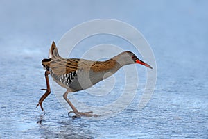 Water rail