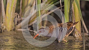 Water Rail with Bill in Water