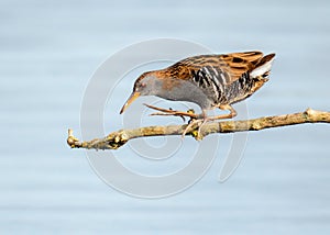 Water Rail on a perch, Worcestershire, England. photo