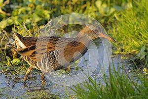 Water Rail, Rallus aquaticus