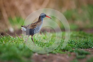 The water rail or Rallus aquaticus is a bird of the rail family which breeds in well vegetated wetlands across Europe