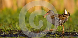 Water Rail -Rallus aquaticus